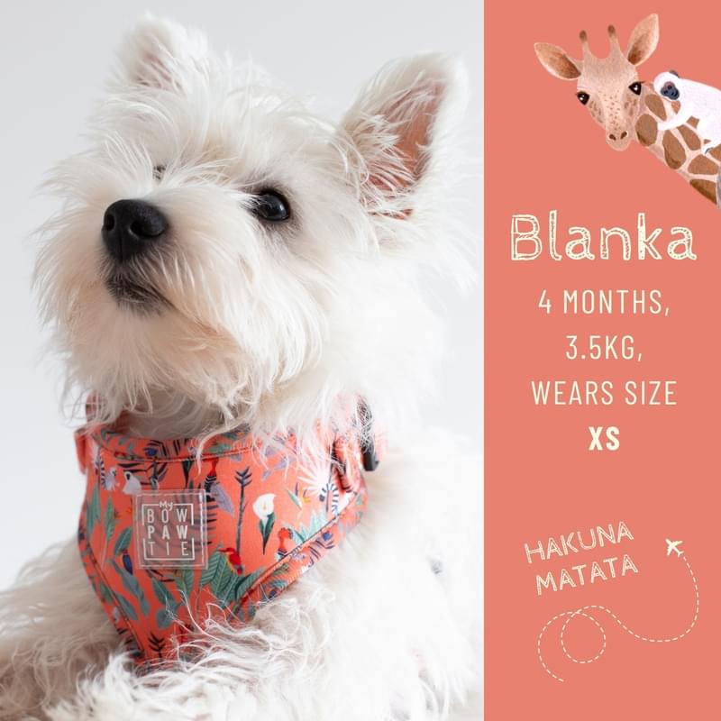 Blanka, 4 mesi, 3.5 Kg veste la taglia XS