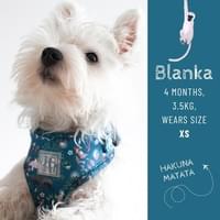 Blanka, 4 months, 3.5 Kg wears size XS